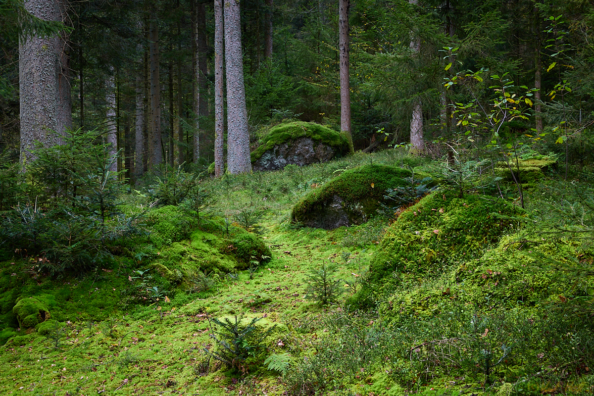 Waldspaziergang <2>
..
Keywords: Natur,Baum,Wald,Jahreszeit,Herbst,Pflanze,Moos,Stein,Stimmung,Mystisch