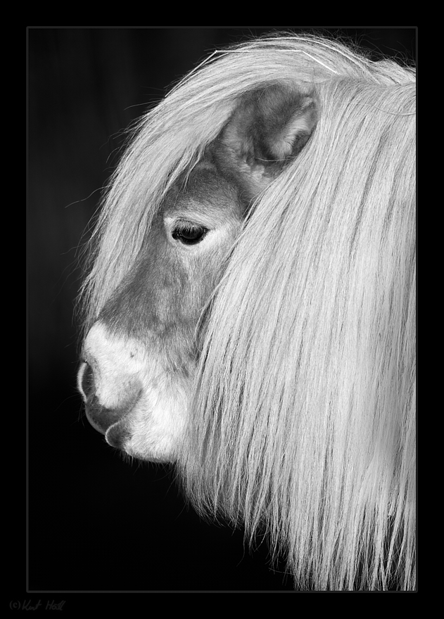 Blondine....
... ein wirklich hübsches Pony aus dem Wildpark Altenfelden :).
Keywords: Zoo,Altenfelden,Ausrüstung,Einbeinstativ,Tier,Pferd,Pony,Bearbeitungstechnik,Schwarz Weiss,Nik