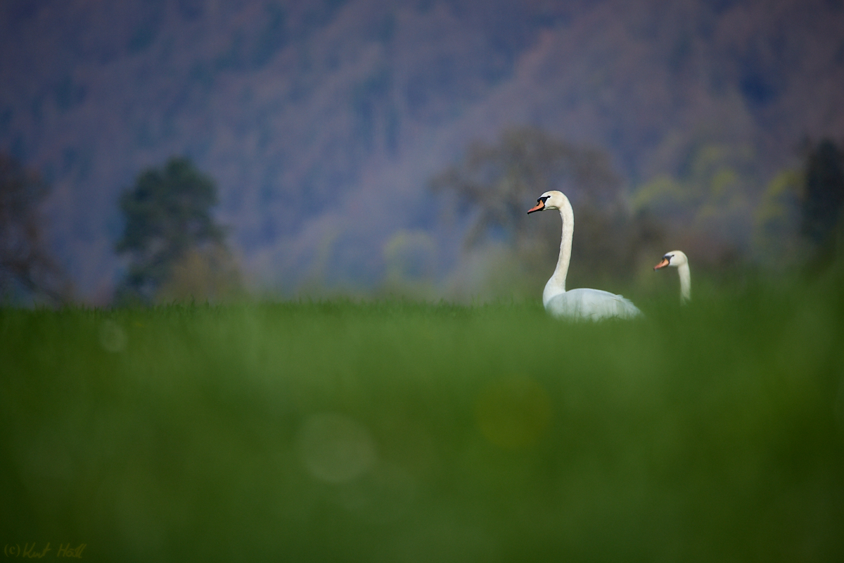 Schwäne in der Wiese.
..
Keywords: Aufnahmetechnik,Freihand,Jahreszeit,Frühling,Natur,Landwirtschaft,Feld,Stimmung,Morgenlicht,Tier,Vogel,Schwan