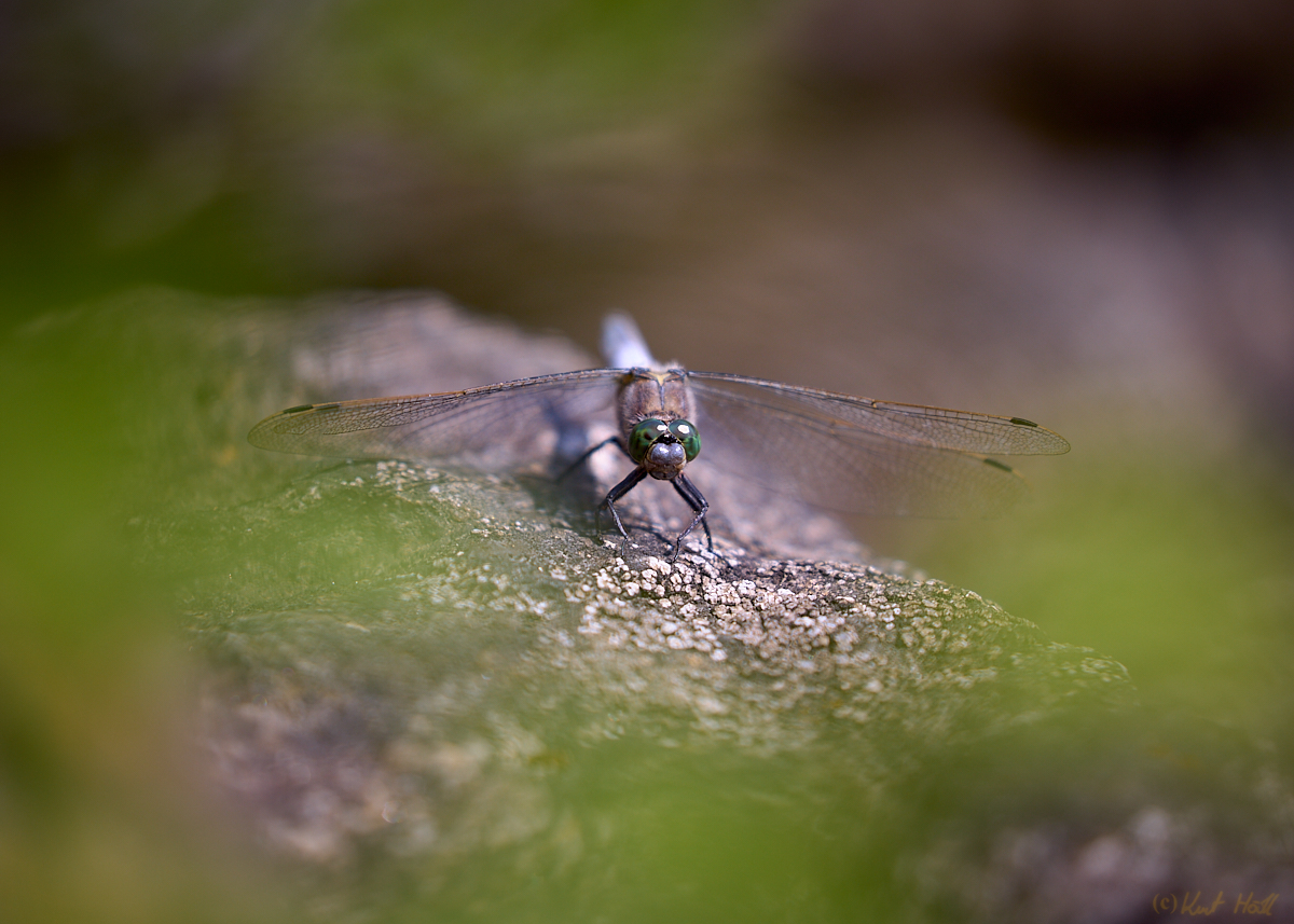 Großer Blaupfeil.
Keywords: Tier,Insekt,Libelle,Großer Blaupfeil