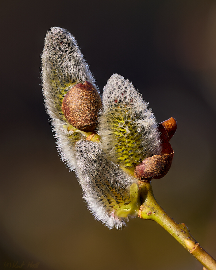 Frühlingssonne...
..weckt die Geister :)..
Keywords: Ausrüstung,Stativ,Aufnahmetechnik,Nahaufnahme_Makro,Stacking,Focusstacking,Natur,Baum,Palmkätzchen,Stimmung,Morgenlicht,Jahreszeit,Frühling