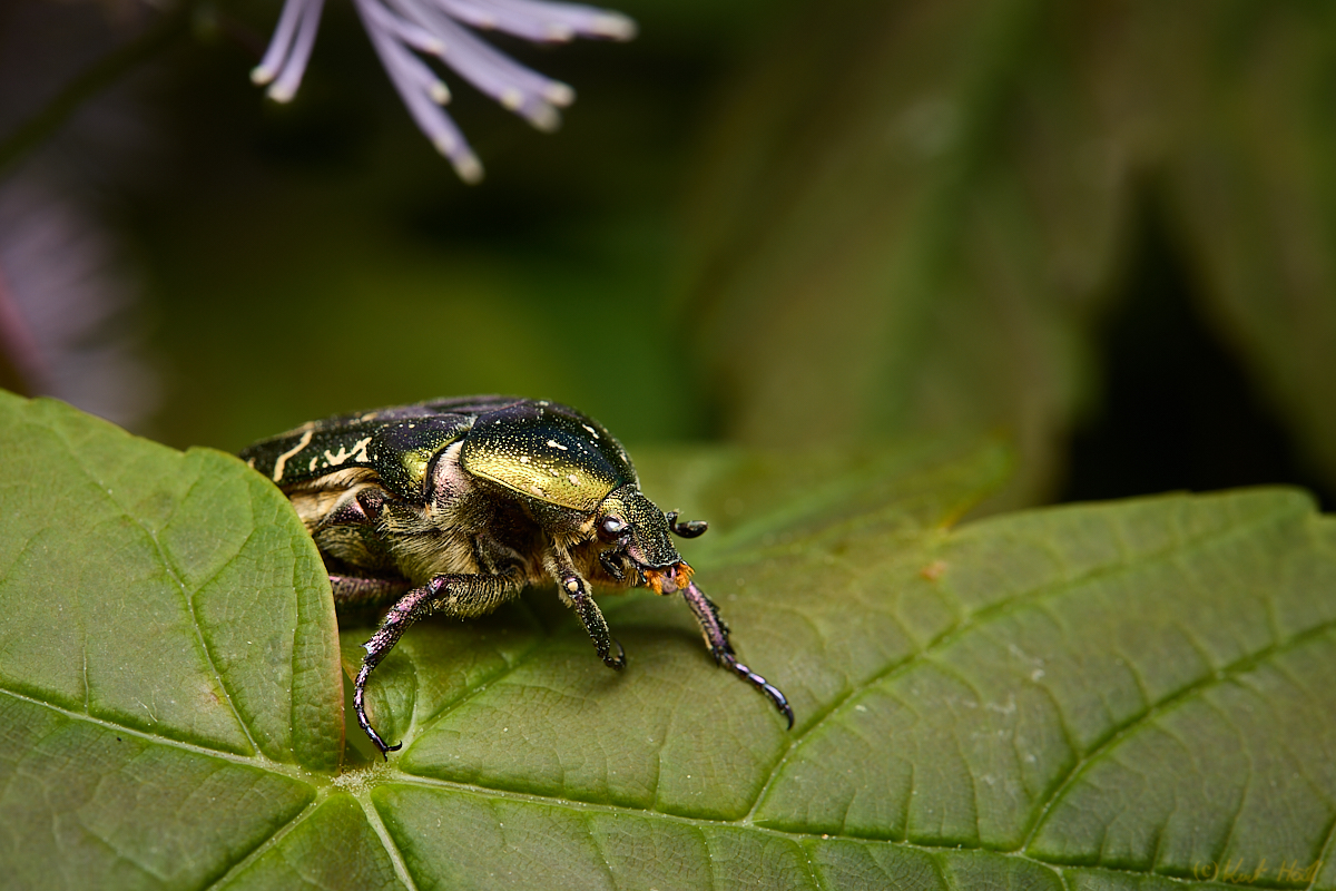 Rosenkäfer.
Keywords: Aufnahmetechnik,Freihand,Ausrüstung,Blitz,Jahreszeit,Frühling,Nahaufnahme_Makro,Tier,Insekt,Käfer,Rosenkäfer