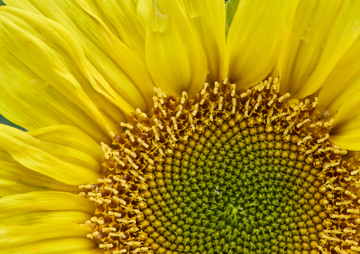 Sonnenblume..
..
Keywords: Aufnahmetechnik,Freihand,Jahreszeit,Herbst,Natur,Pflanze,Blume,Sonnenblume,Wetter,Bewölkt,Nahaufnahme_Makro,Tier,Insekt,Fliege