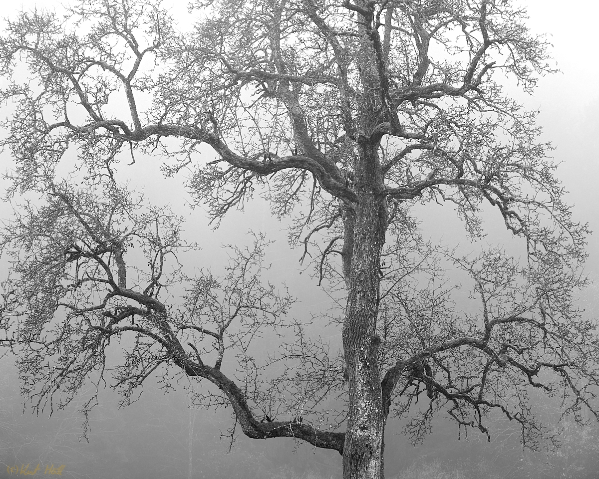 Verästelt.
Keywords: Jahreszeit,Herbst,Natur,Baum,Wetter,Nebel,Aufnahmetechnik,Freihand,Stimmung,Mystisch,Bearbeitungstechnik,Schwarz Weiss