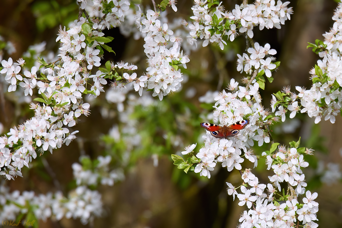 Blütenpracht mit Pfauenauge.
Wunderschön wenn die Natur erwacht.. :)
Keywords: Aufnahmetechnik,Freihand,Stimmung,Morgenlicht,Natur,Baum,Baumblüte,Tier,Insekt,Schmetterling,Tagpfauenauge,Kalender_Kandidat