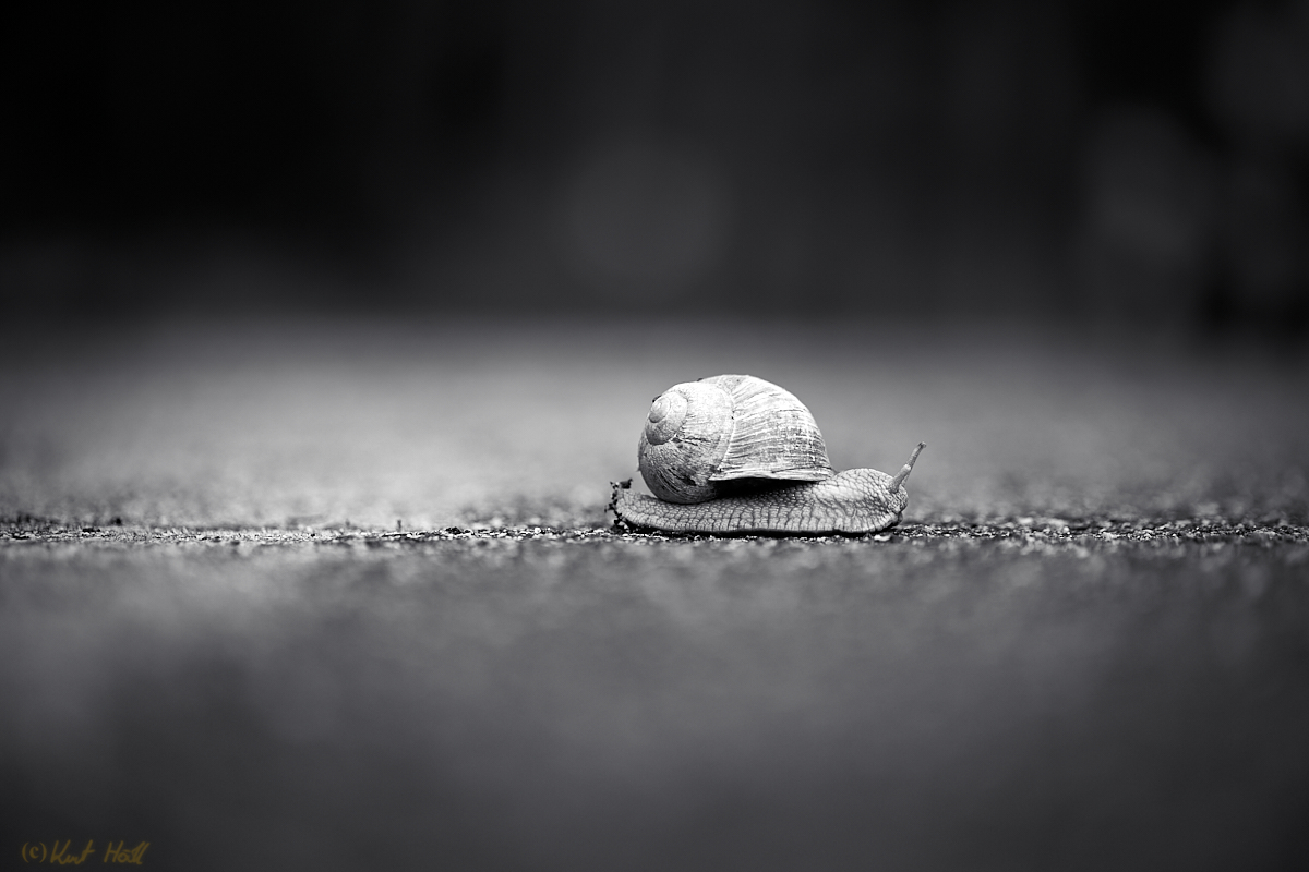 Roadtrip. :)
Keywords: Tier,Schnecke,Aufnahmetechnik,Nahaufnahme_Makro,Freihand,Von Menschen gebaut,Strasse,Kalender_Kandidat